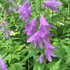 Creeping Bellflower thumbnail 4