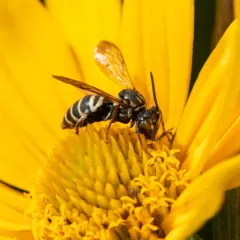 Goldenrod Longhorn-Cuckoo Bee thumbnail 2