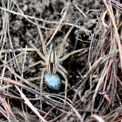Rabid Wolf Spider thumbnail 4