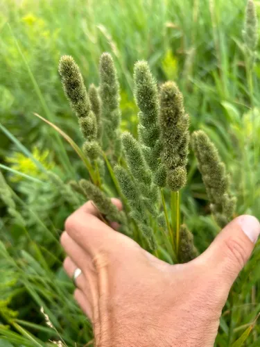 Green Muhly
