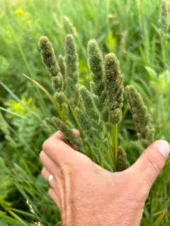 Green Muhly thumbnail 1