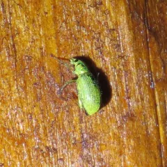 Green Immigrant Leaf Weevil thumbnail 4