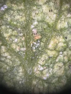 Twospotted Spider Mite thumbnail 3