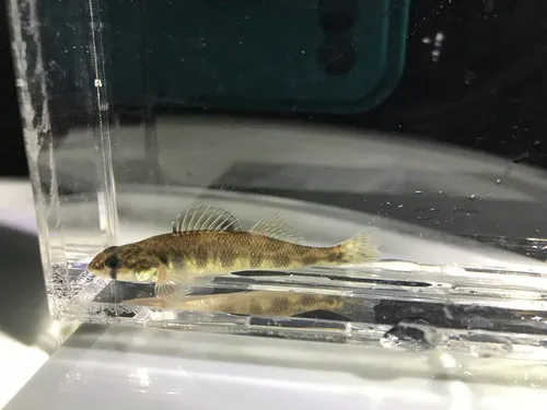 River Darter