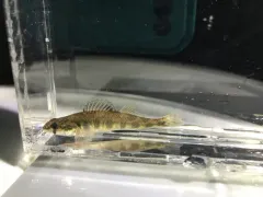 River Darter thumbnail 1