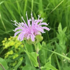 wild bergamot photo
