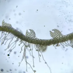 Moon-leaved Pincerwort thumbnail 1