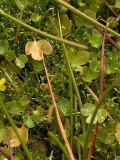 Arctic Buttercup thumbnail 3