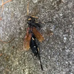 California Horntail thumbnail 2