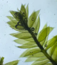 Recurved Brotherella Moss thumbnail 2