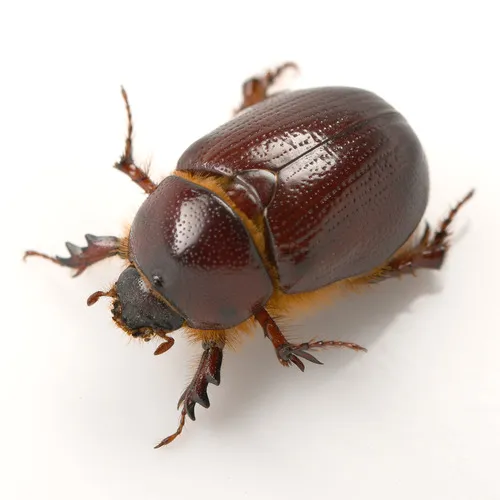 Carrot Beetle