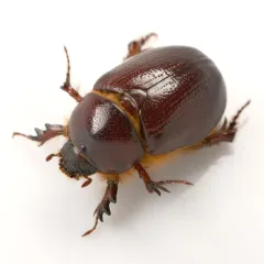 Carrot Beetle thumbnail 1