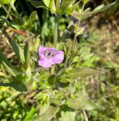 earleaf false foxglove thumbnail 4