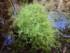 Fleshy Stitchwort thumbnail 4