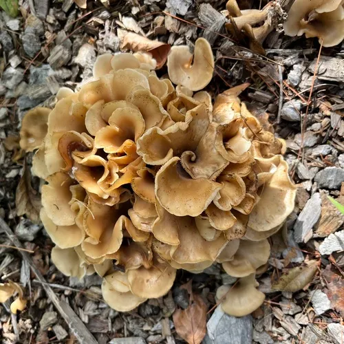 Shoehorn Oyster
