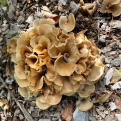 Shoehorn Oyster thumbnail 1