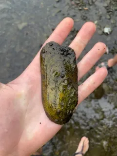 rabbitsfoot thumbnail 4