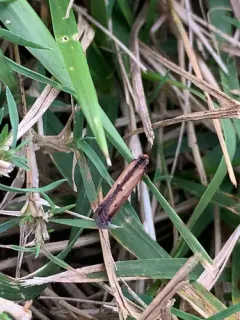 Lesser Cornstalk Borer Moth thumbnail 4