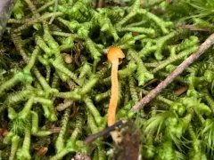 hooded bell thumbnail 3