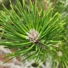 Japanese black pine thumbnail 3