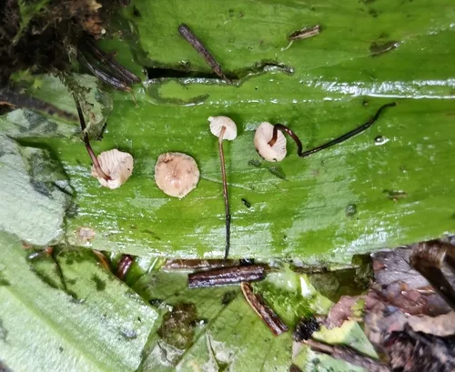 Pseudomarasmius pallidocephalus