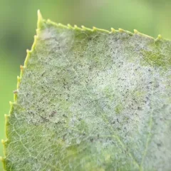Podosphaera amelanchieris thumbnail 2
