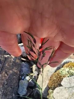 Northern Fescue thumbnail 2