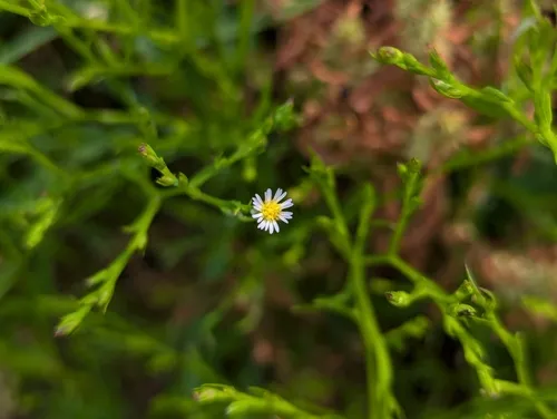 annual saltmarsh aster