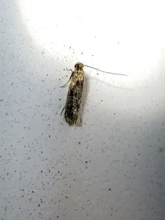 European House Moth thumbnail 3