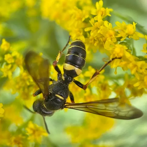 Cerceris halone