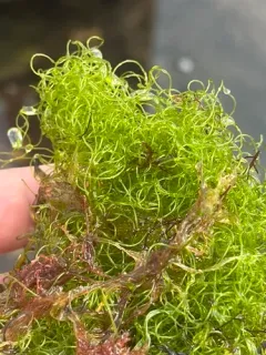Sea Hair thumbnail 4