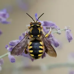 Florentine Woolcarder Bee thumbnail 4