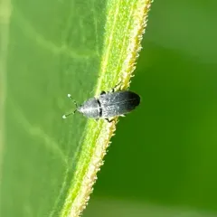 Stem Miner Weevil thumbnail 3