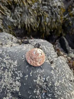 Red Turban Snail thumbnail 3