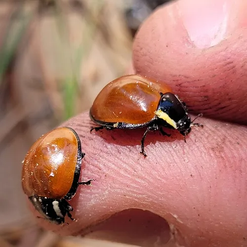 LeConte's Giant Lady Beetle