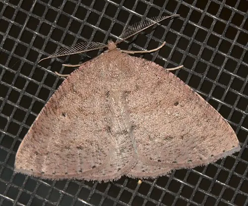 Drepanulatrix monicaria