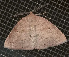 Drepanulatrix monicaria thumbnail 1
