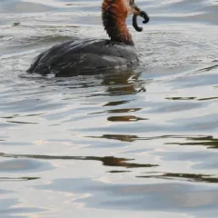 Horse Leech thumbnail 4