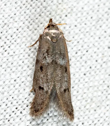 Hypatopa spoliatella