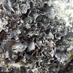 Roughened Rocktripe Lichen thumbnail 4