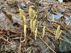 Clavariadelphus sachalinensis thumbnail 3