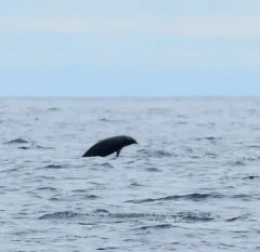 Northern Right Whale Dolphin thumbnail 4