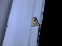 Scotogramma submarina thumbnail 4