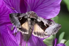 Syngrapha diasema thumbnail 3