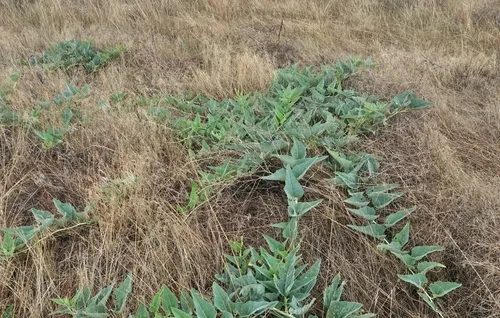 Buffalo Gourd