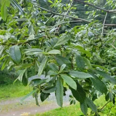 Sitka willow thumbnail 4