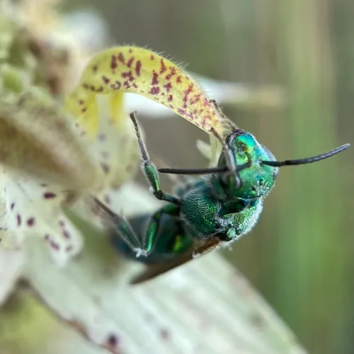 Augochloropsis humeralis
