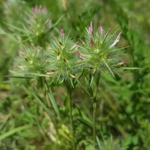 Narrow-leaved clover