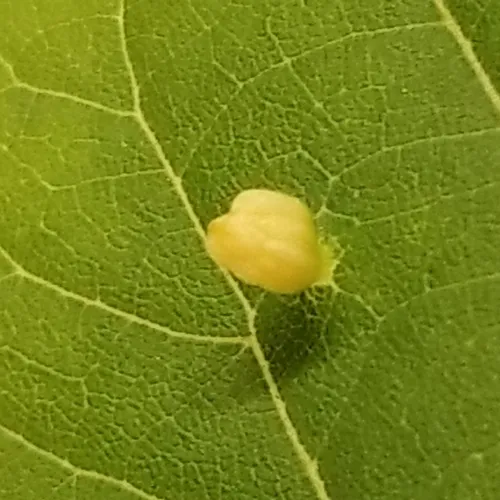 Red Nail Gall Mite