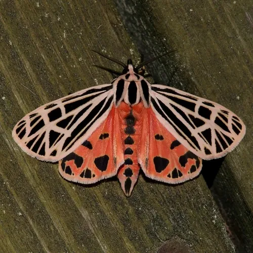 Virgin Tiger Moth